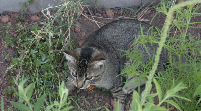 Free Cats are Hard to Keep
