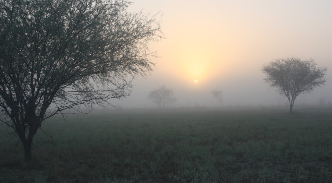Fog