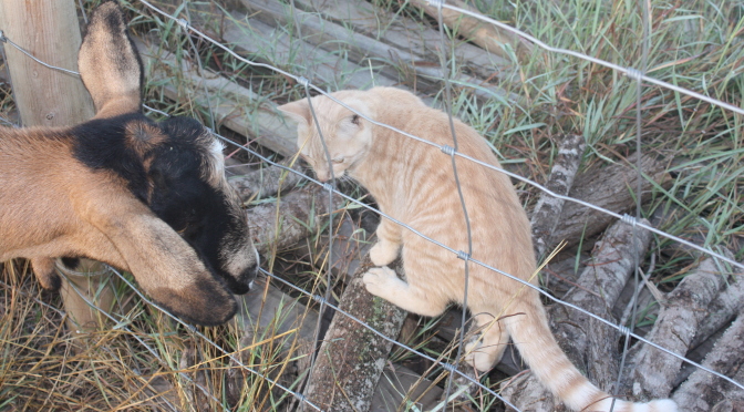 Free cats are REALLY hard to keep