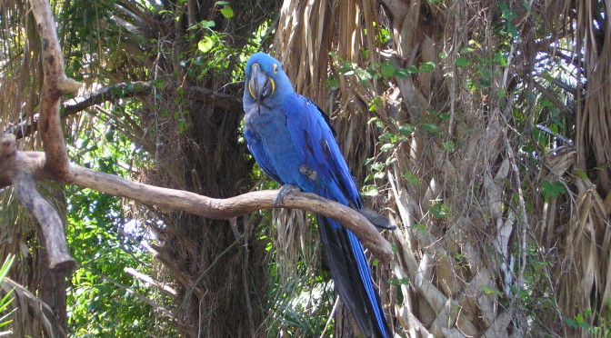 The Parrot