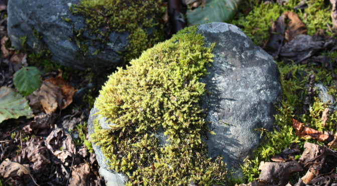 Bag of Rocks