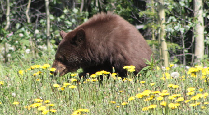The Bear’s Lament