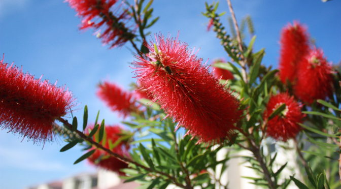 Bottle Brush